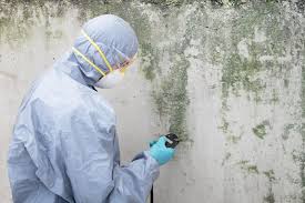 Why You Should Choose Our Mold Remediation Services in Frankfort, KY